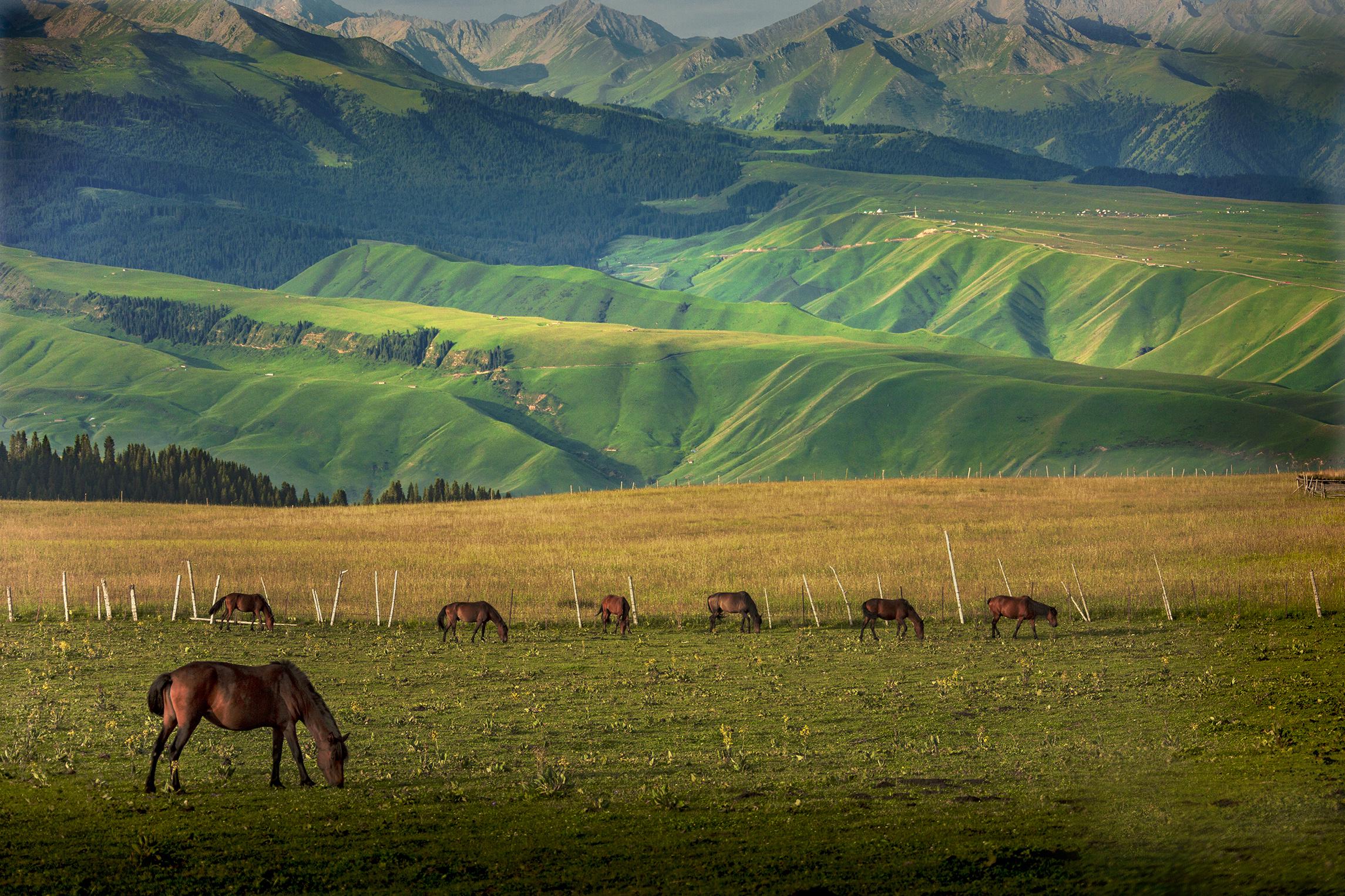 新疆,嘉宾云集,观众热情如火